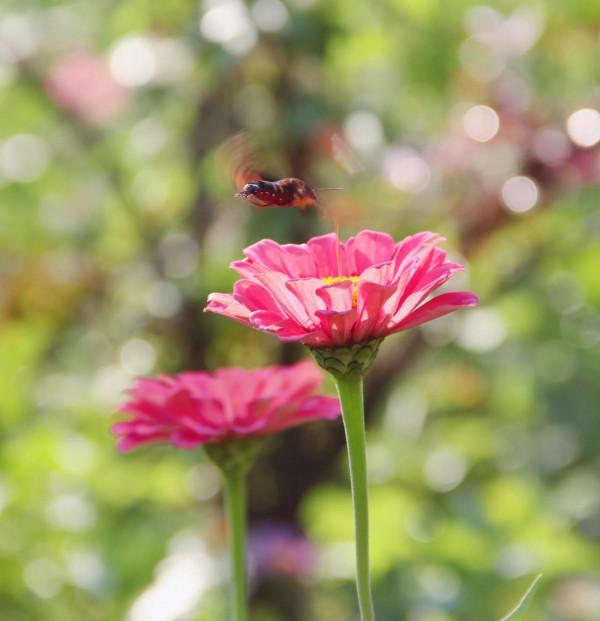 蟲蟲世界，分享一組蟲子照片