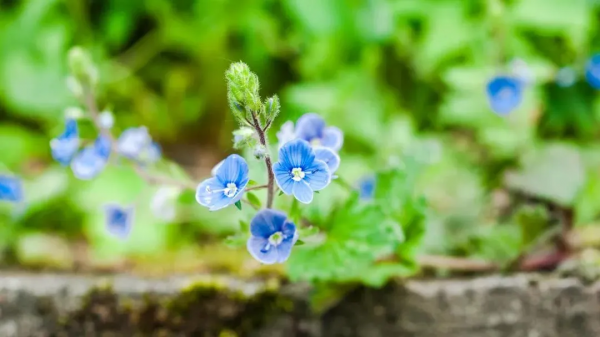 人過四十“虛火”旺！三味藥解除症狀