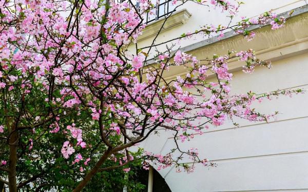 有院子就種“五種樹”,“老祖宗”留下的吉祥話,不是沒有道理 有院子就種“五種樹”,“老祖宗”留下的吉祥話,不是沒有道理