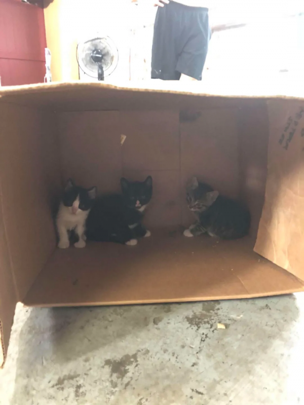 鄰居把懷孕的貓趕出家門,因為他們養了狗 鄰居把懷孕的貓趕出家門,因為他們養了狗