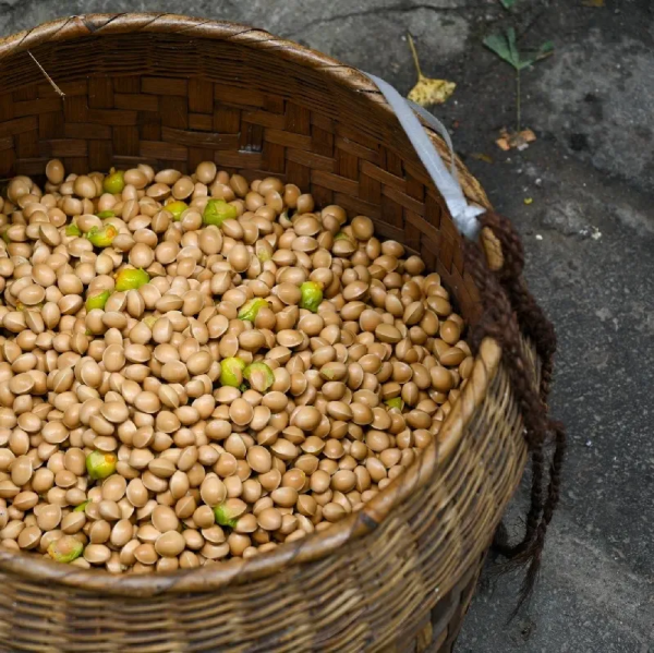 【週末遊】銀杏小鎮，體驗一天慢生活，與手機“斷舍離”