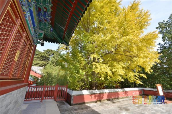 深秋的香山 層林盡染美輪美奐