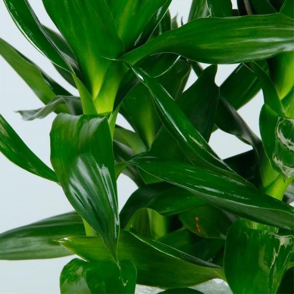 室內光照不足,就養4種耐陰綠植,枝葉翠綠茂盛,有精神有活力 室內光照不足,就養4種耐陰綠植,枝葉翠綠茂盛,有精神有活力