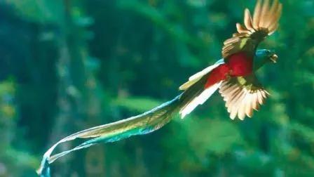 分享圖片：比鳳凰還美麗的鳥三十多款