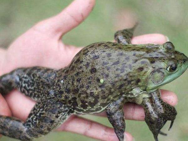 誰動了青蛙腿？五年間，美國出現大量畸形青蛙，是環境汙染所致？