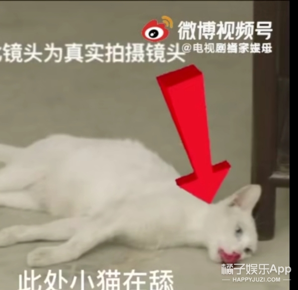 於正劇組淹死鸚鵡毒死貓,《當家主母》P影片回應?炒作無下限? 於正劇組淹死鸚鵡毒死貓,《當家主母》P影片回應?炒作無下限?