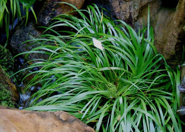 石菖蒲的價值，石菖蒲種植前景