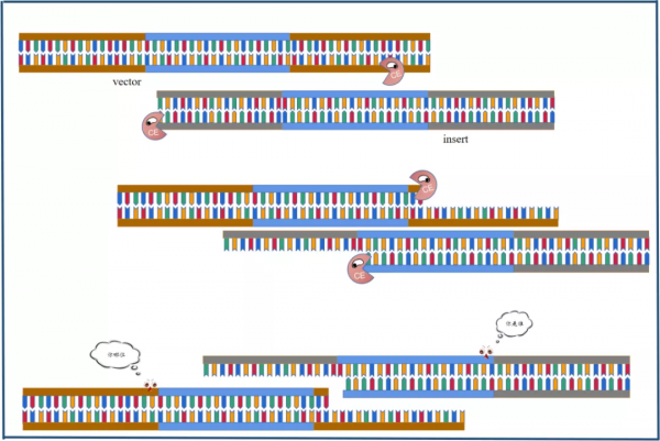 乾貨 | 重組克隆總連不上，我emo了