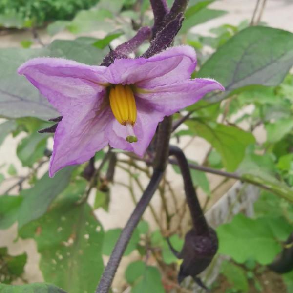 茄子花,豇豆花,爬豆花,豇豆花,還有田地裡的農作物和蝦蟹田 茄子花,豇豆花,爬豆花,豇豆花,還有田地裡的農作物和蝦蟹田