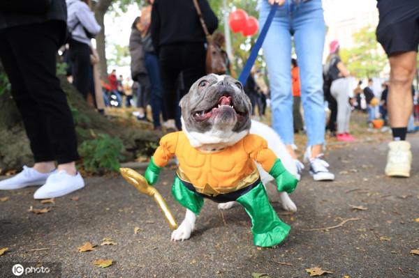 美國紐約迎來萬聖節 可愛狗狗上演時裝秀