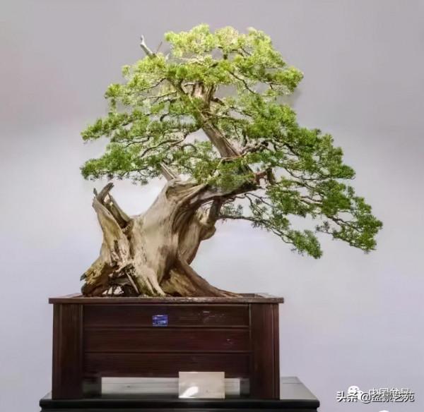 老樹閒看百鳥歸——訪著名盆景藝術家曹志振先生