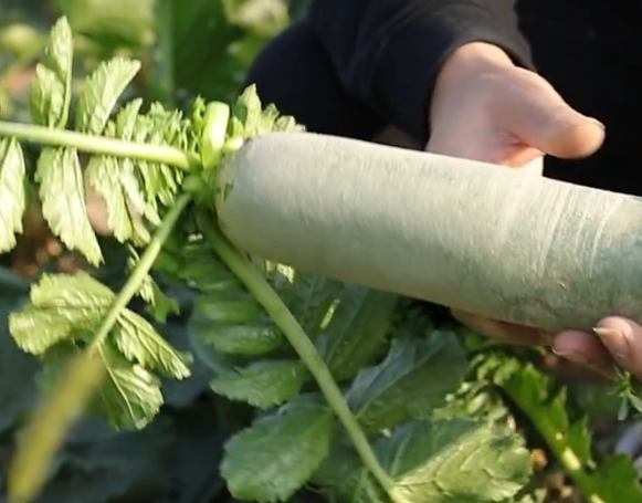 秋季種植蘿蔔問題多？農戶掌握3點，長勢好，不糠心