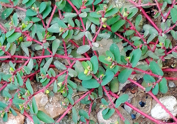 農村人釀酒,4種“野草”別錯過,都是“制曲”的好材料,漲知識 農村人釀酒,4種“野草”別錯過,都是“制曲”的好材料,漲知識