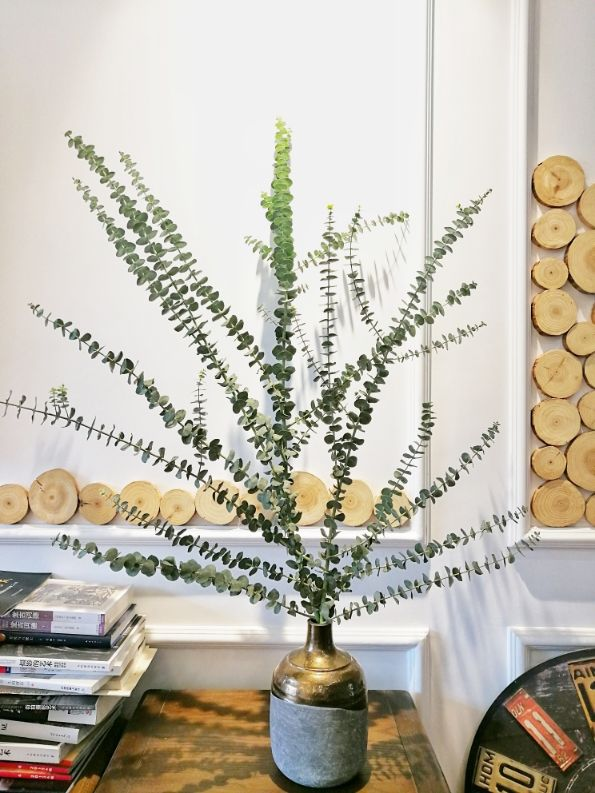 最近流行的簡約風綠色，這3種植物，納涼經典又好養