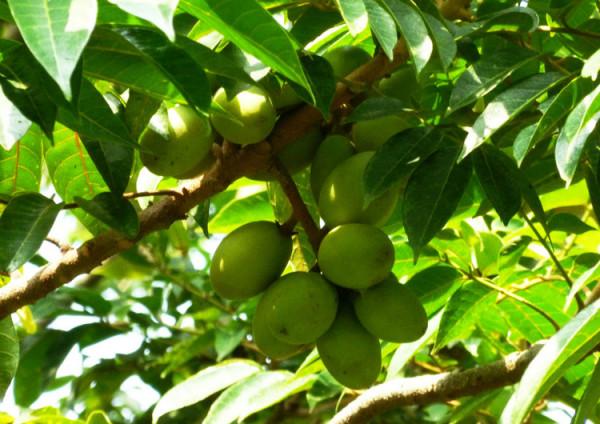 廣東大哥負債百萬，靠種植橄欖營收2000萬，帶領村民發家致富