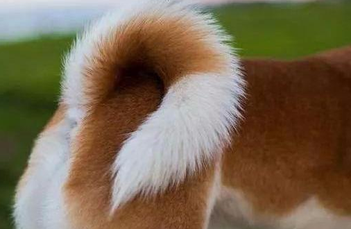 對狗狗做這些事,它不咬你才怪,別再激怒它了 對狗狗做這些事,它不咬你才怪,別再激怒它了