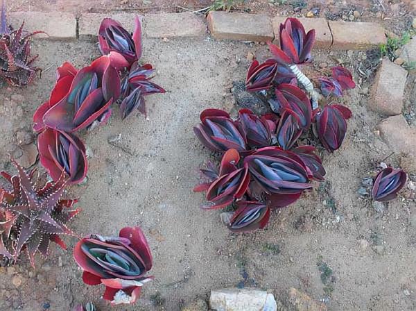 雲南大姐葉插多肉唐印，3個月有“拳頭大”，網友：不愧是開掛區