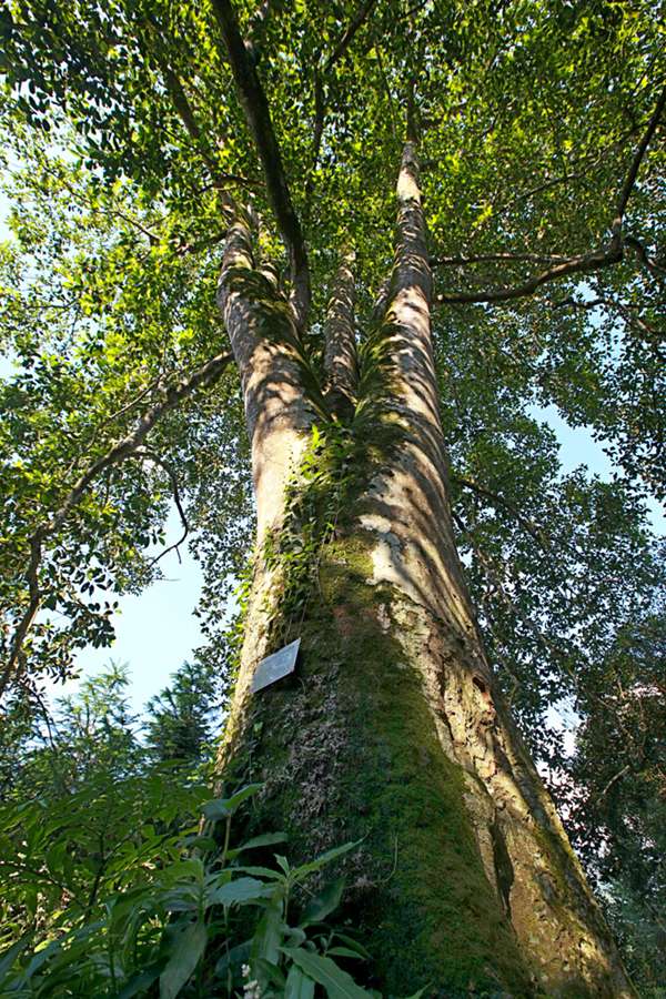 12株“中國最美古樹”圖鑑 12株“中國最美古樹”圖鑑