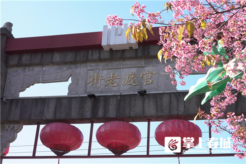 新年伊始 官渡古鎮已美成“世外櫻園”