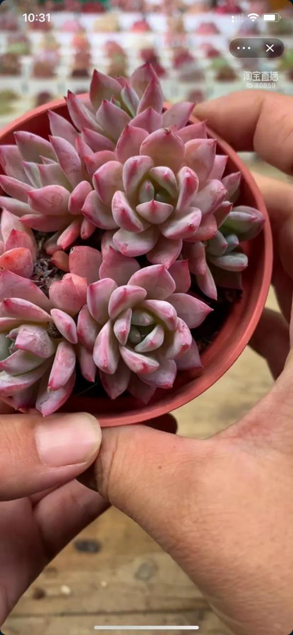看了就想養的多肉啊