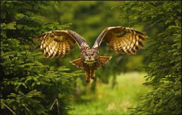 25個難以置信的動物事實,一個比一個神奇… 25個難以置信的動物事實,一個比一個神奇…