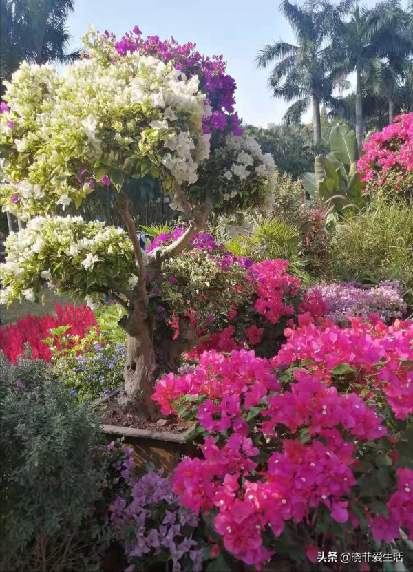 庭院常見的5種“吉祥樹”,高雅大氣有品位,養成老樁更“旺家” 庭院常見的5種“吉祥樹”,高雅大氣有品位,養成老樁更“旺家”