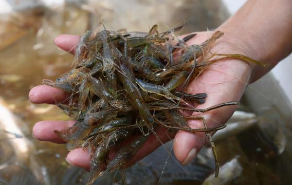 河蝦:30年前河裡多到成災,常撈來餵鴨,如今成稀罕貨,38元1斤 河蝦:30年前河裡多到成災,常撈來餵鴨,如今成稀罕貨,38元1斤