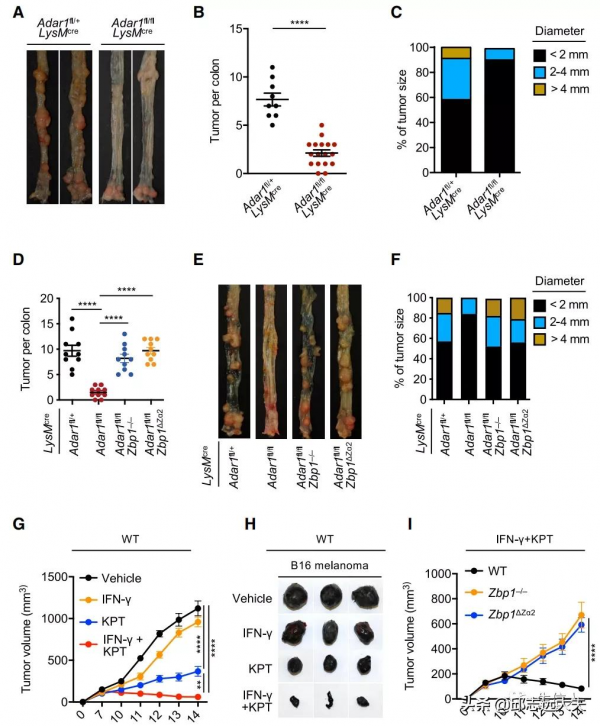 細胞死亡領域缺失的一塊拼圖:PANoptosis 細胞死亡領域缺失的一塊拼圖:PANoptosis