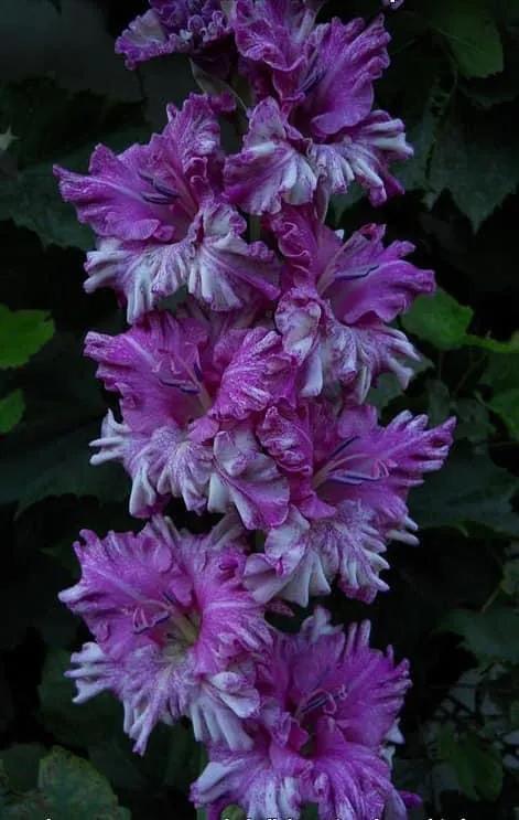 搖曳多姿的劍蘭 搖曳多姿的劍蘭