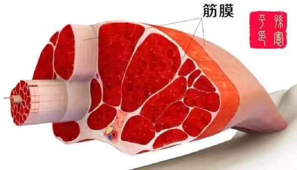 總聽說筋膜炎,究竟什麼是筋膜? 總聽說筋膜炎,究竟什麼是筋膜?