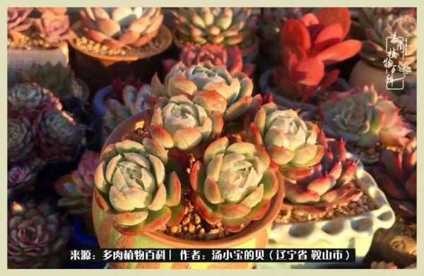 大東北的漫長冬季，我與多肉一起冬眠