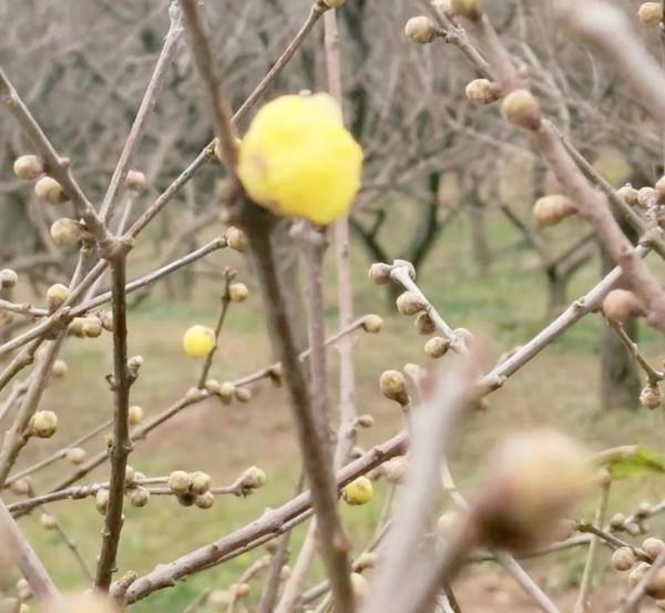 梅園的梅花開了嗎？