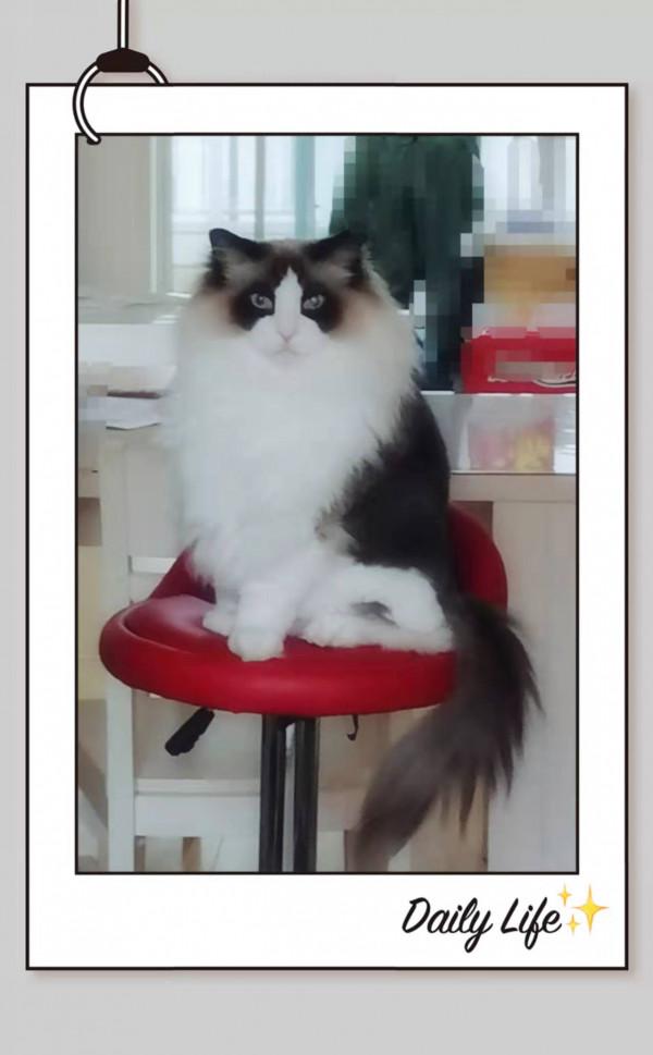 只養了一隻貓，是怎麼魔幻地變成了六隻貓？