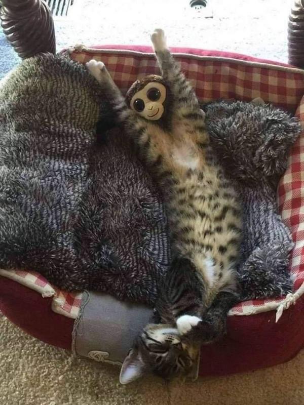 45張真實無PS照片,不看不知,用事實證明,動物們真的很可愛 45張真實無PS照片,不看不知,用事實證明,動物們真的很可愛