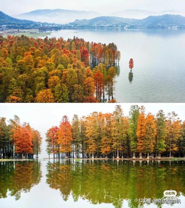 浙江紅杉林景點