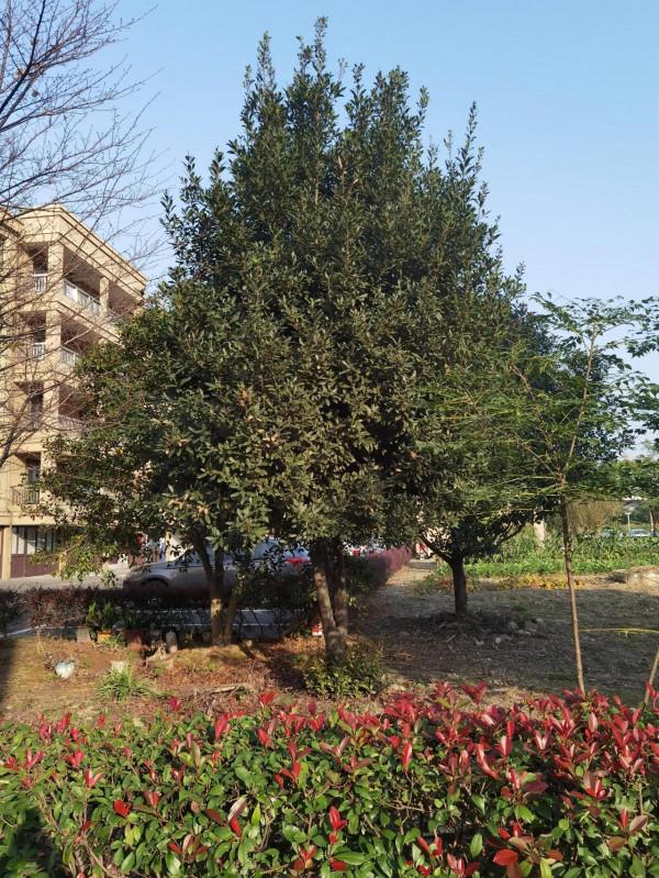 金桂飄香，思念雙親