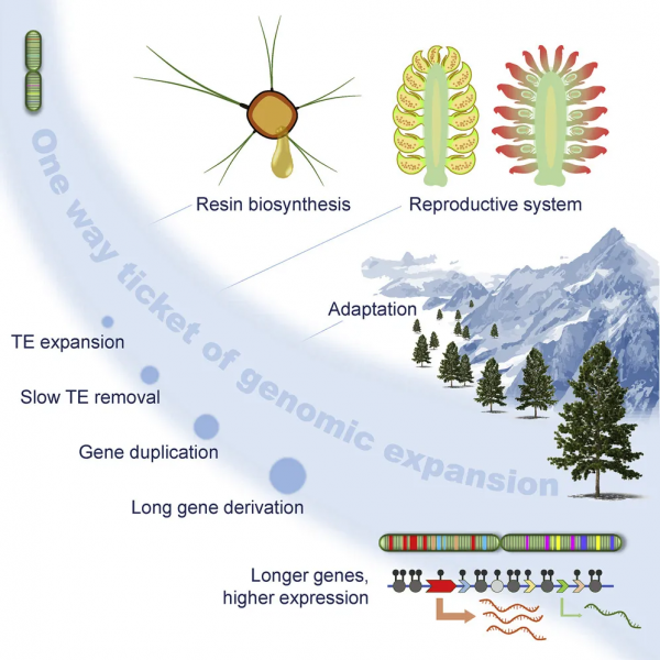 長度2.8奈米的碳奈米管分子結電晶體問世,​中國國際頂刊論文數量達世界第二丨一週科技導讀 長度2.8奈米的碳奈米管分子結電晶體問世,​中國國際頂刊論文數量達世界第二丨一週科技導讀
