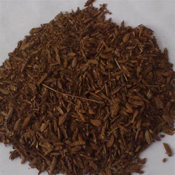 新記錄物種！福建永安天寶巖自然保護區發現脆蛇蜥，像蛇又像黃鱔