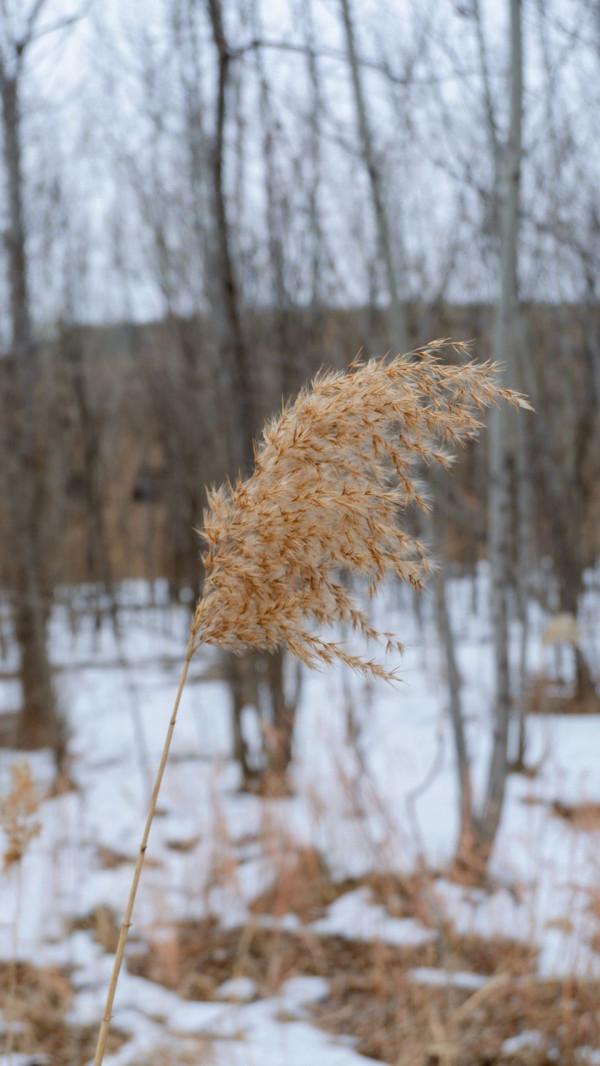 「春天裡的陝西」冰雪消融春漸濃