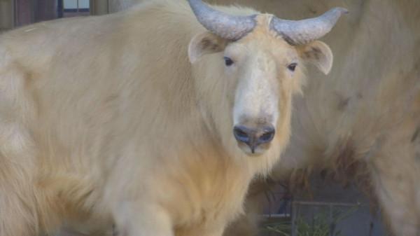 金毛羚牛區域性氾濫，傷害人類，為什麼它的保護等級堪比大熊貓？
