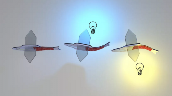 科學家利用人類心臟細胞造出能自己游泳的生物雜交魚