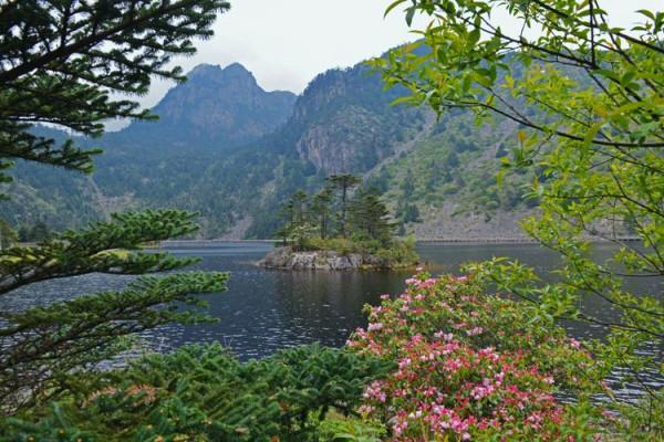 杜鵑花綻放，等你邀約