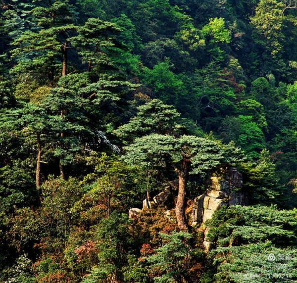 大美莽山(上) 大美莽山(上)