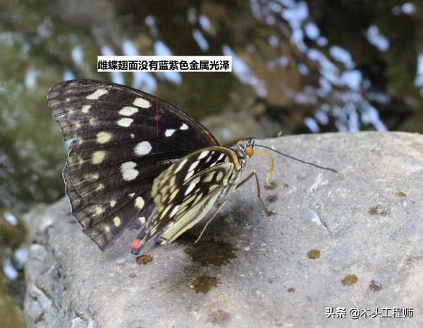 觀賞昆蟲野外識別圖訣：大紫蛺蝶