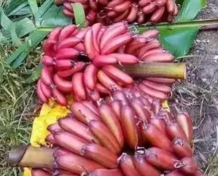 分享圖片&mdash;&mdash;罕見彩色香蕉