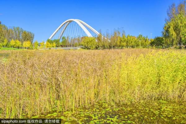 全部清零！當藝術戀上這座城，邂逅唯美“豎琴橋”，奇幻冰瀑即將亮相~