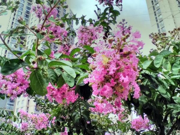 你喜歡紫薇花? 你喜歡紫薇花?