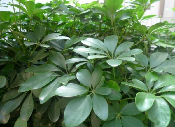 養鴨腳木，別隻澆水，另外多做4件事，長得枝葉繁茂