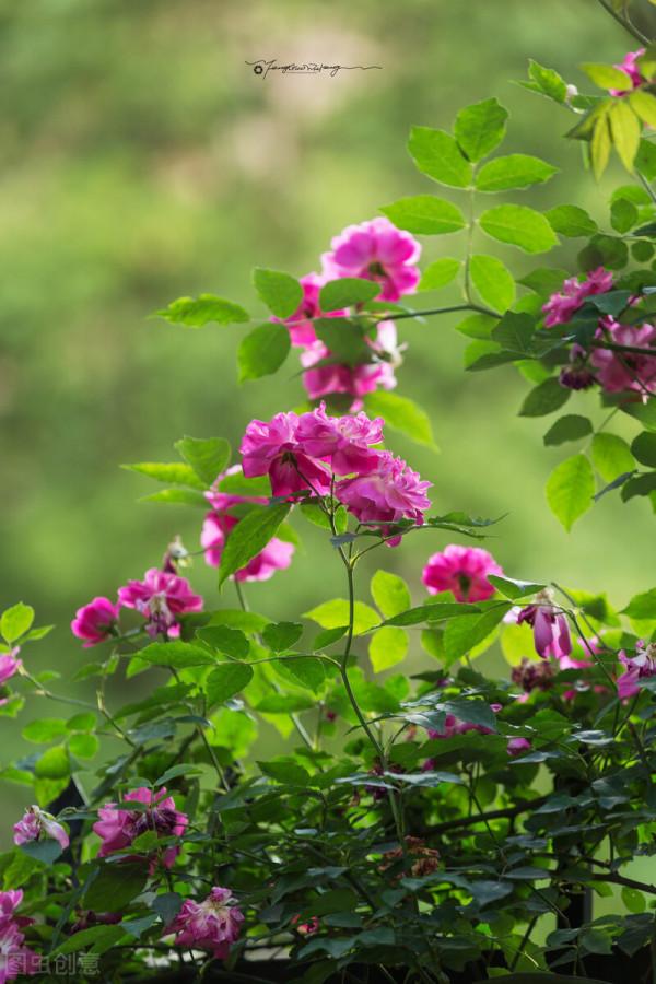 植株“中暑”如何救治？教你從4個方面出手，分分鐘“妙手回春”