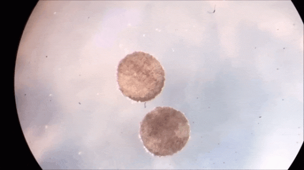 機器人也能「造孩子」:全球首個活體機器人創生命繁衍新方式 機器人也能「造孩子」:全球首個活體機器人創生命繁衍新方式